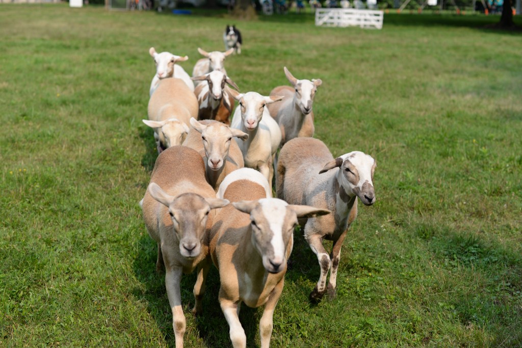 A herd of sheep on Mutton Hill